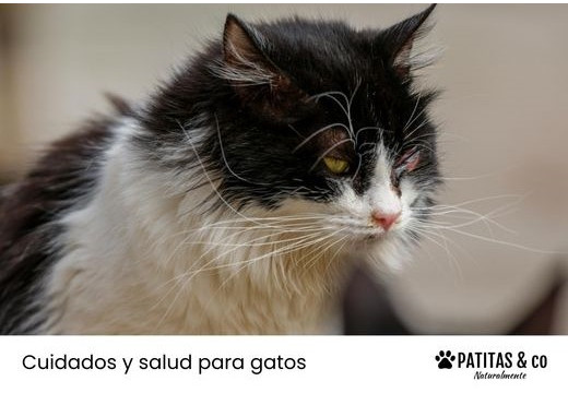 Calicivirus felino: Síntomas, tratamiento y cómo se contagia