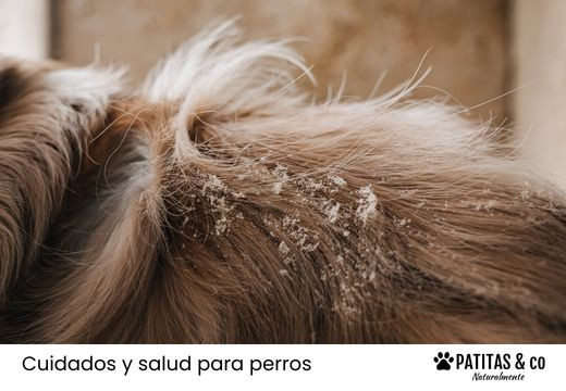 ¿Tu perro tiene caspa? Todo lo que tienes que saber