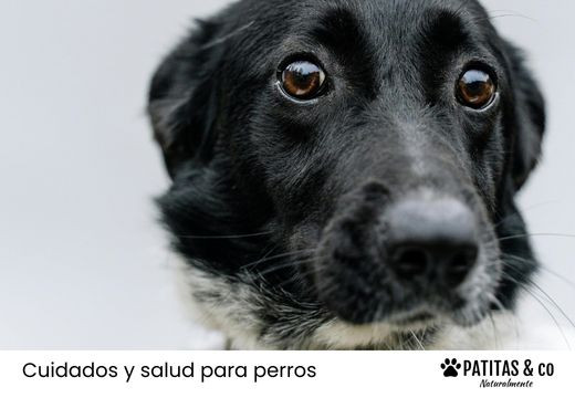 Castrar a un perro: Todo lo que necesitas saber