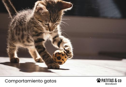 ¿Qué es el catnip nepeta cataria​? Descubre cómo afecta a tu gato