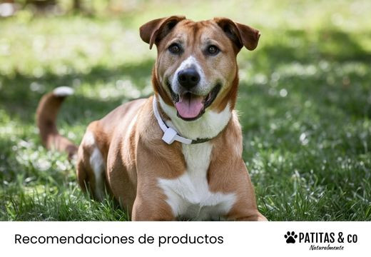 Mejores collares antiparasitarios para perros: Análisis y comparativa