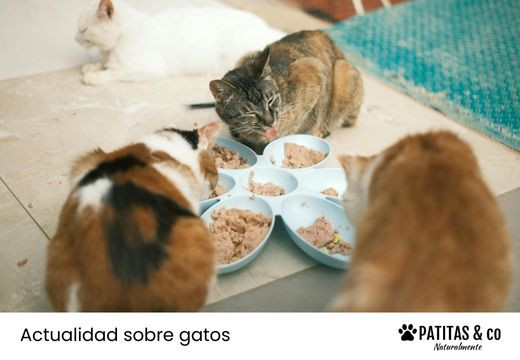 Colonias de gatos callejeros y Ley de Bienestar Animal
