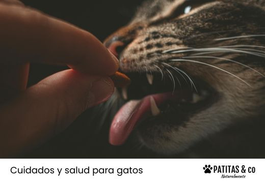 Aprende a cómo darle una pastilla a un gato que no se deja