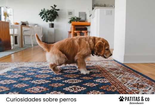 Cómo quitar el olor a pis de perro en cualquier superficie