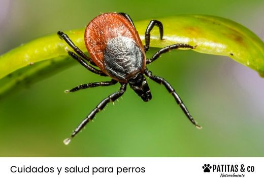 5 Pasos para quitarle una garrapata a tu perro
