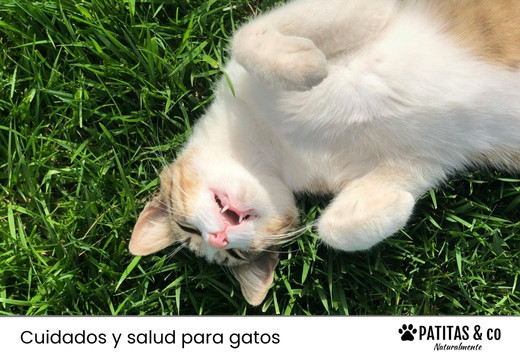 Cómo Saber si Tu Gato Tiene Calor: 5 Tips Esenciales para el Verano