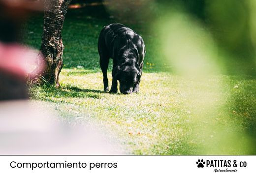 Coprofagia en perros: Significado y cómo evitarla
