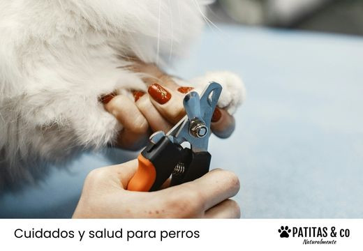 Cortar las uñas a un perro: Cómo, cuándo y hasta dónde