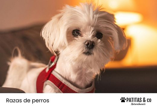 Estilos de corte de pelo para el bichón maltés