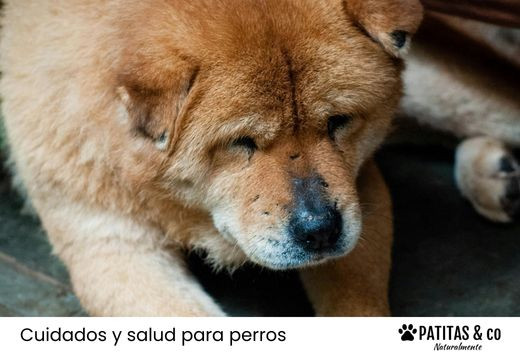 Tipos de costras en la piel de mi perro: causas y consejos