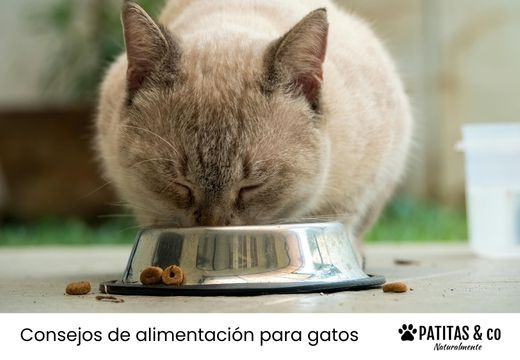 ¿cuántas veces debe comer un gato al día? Frecuencia y Cantidad