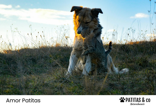 Primera empresa española en ofrecer 3 días de permiso retribuido por fallecimiento de mascota