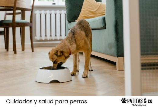 ¿Cuánto tarda un perro en hacer la digestión? Algunos consejitos