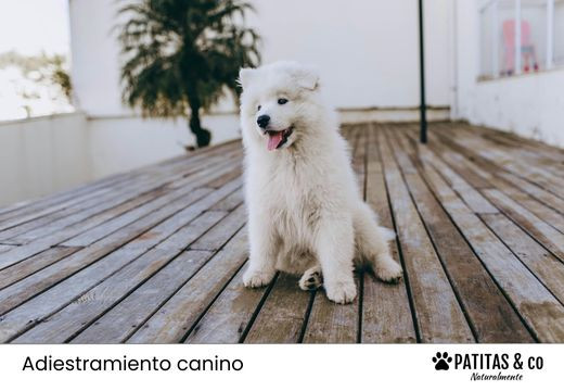 Cómo educar a un cachorro. Conoce todos los trucos