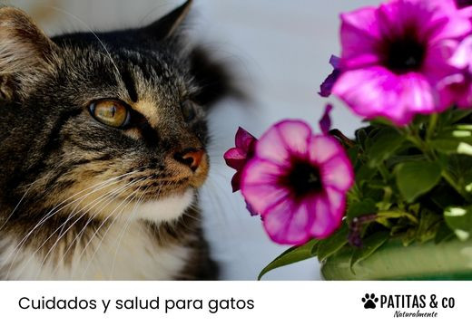 Conoce las plantas y flores tóxicas más comunes para tu gato