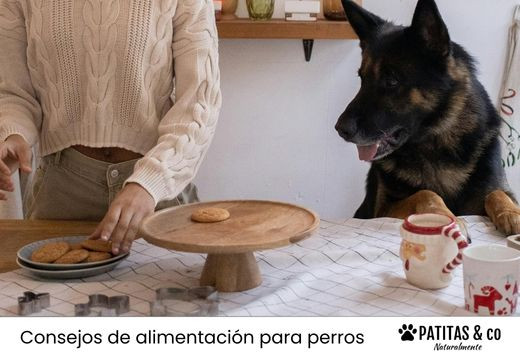 Galletas para perros