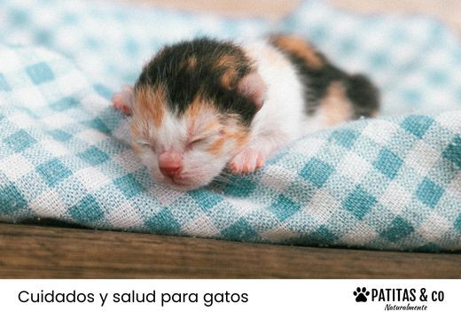 Gatito bebé: guía de cuidados básicos