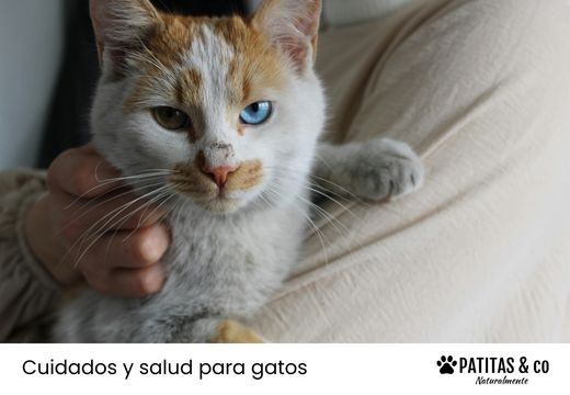 A mi gato le llora un ojo: cuándo preocuparse y cómo actuar