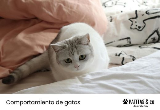 ¿Tu gato se mea en la cama? Descubre porqué y cómo evitarlo