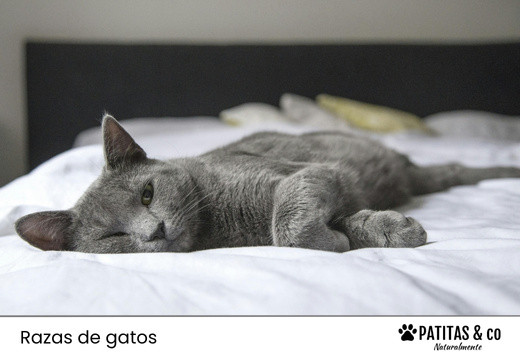 9 Razas de Gatos Grises que te Sorprenderán por su Belleza