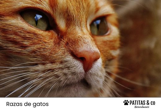 Los “Garfields” del Mundo Real: Conoce estas Razas de Gato Naranja