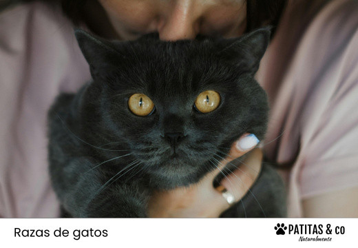 Las razas de gato que menos pelo sueltan y menos alergia producen