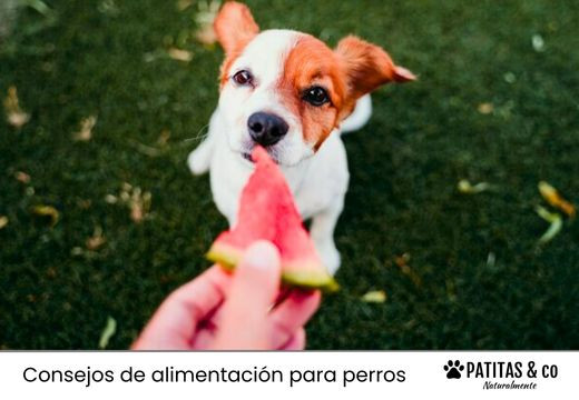Consejos de Hidratación Casera para Perros🐶💧🌿