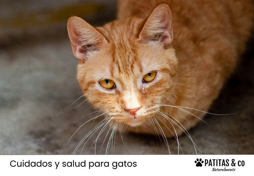 Gatos con insuficiencia renal: causas, síntomas y tratamientos