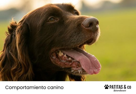 Mi perro jadea mucho: Causas y cómo calmarlo