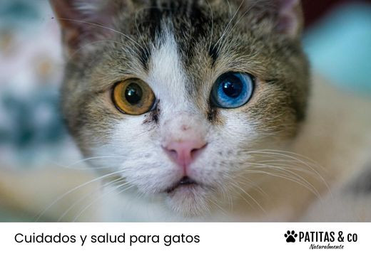 Legañas en gatos: Tipos, colores y qué nos dicen sobre su salud