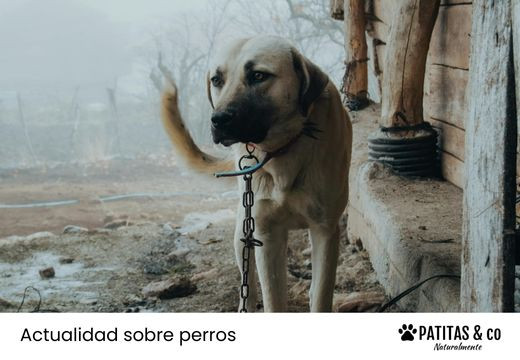 Cómo afecta a tu perro la Ley de Bienestar Animal