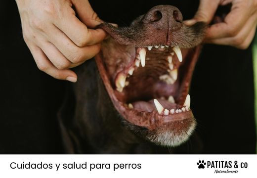 Cómo limpiar los dientes a tu perro paso a paso