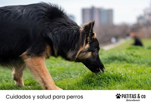 Por qué los perros comen hierba y qué deberías hacer