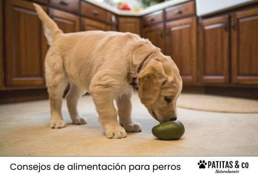 ¿Los perros pueden comer aguacate? ¿Los perros pueden comer aguacate?