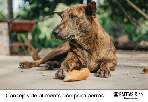 ¿Es bueno el pan para perros?