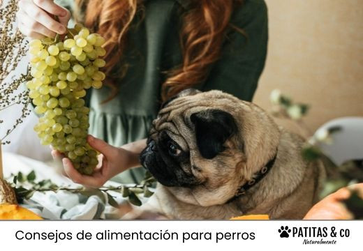 ¿Los perros pueden comer uvas?