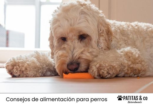 ¿Los perros pueden comer zanahoria?