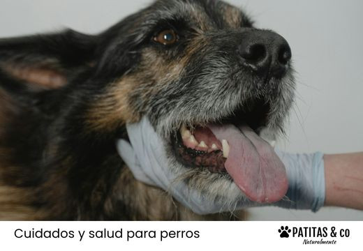 Mal aliento en la boca de tu perro: Causas, prevención y cómo quitarlo