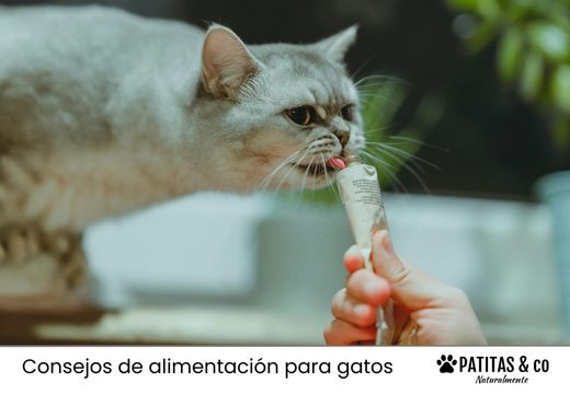 Malta para gatos: Para qué sirve y cuáles son sus efectos