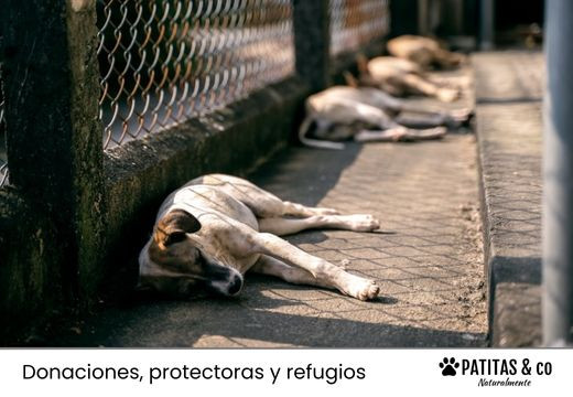 Maltrato animal y protectora de animales