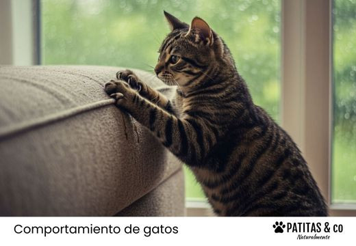 Remedios caseros para evitar que tu gato arañe el sofá
