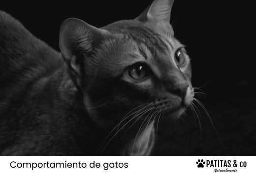 Cómo tranquilizar a un gato por la noche para que te deje dormir