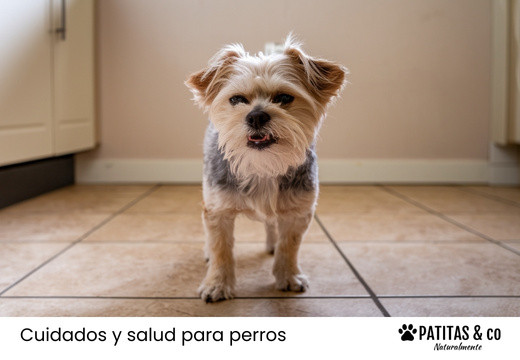 Mi perro tose como si tuviera algo atorado en la garganta