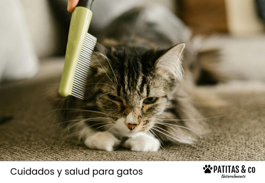 Caída de Pelo en los Gatos: Cuándo la Mudan y Duración