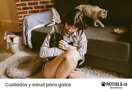 Cómo saber si mi gato se está muriendo: Síntomas y Despedida