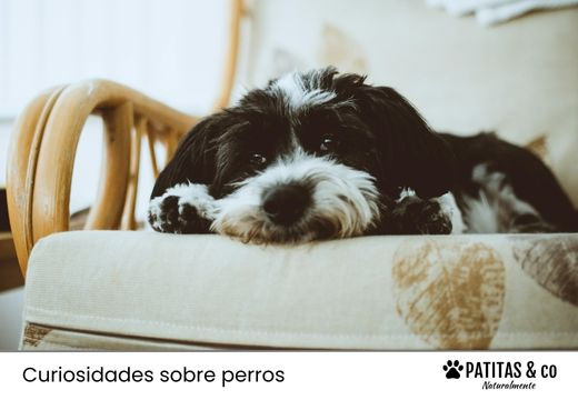 Música relajante para perros Música relajante para perros