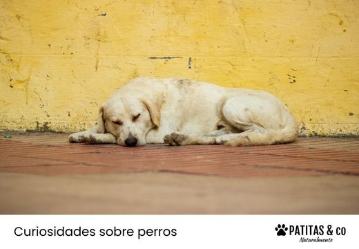 Qué hacer y donde llamar si te encuentras un perro perdido o abandonado