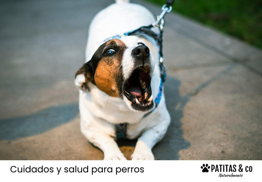 ¿Sabrías qué hacer si tu perro se atraganta?