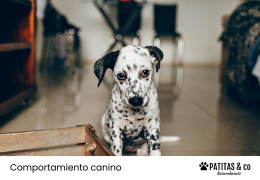 Cómo Tratar la Ansiedad por Separación en tu Perro: Trucos que Funcionan