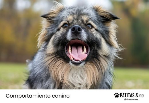 Mi perro ladra mucho: causas y consejos basados en su bienestar